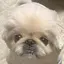 ふーちゃんのプロフィール画像