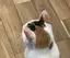 ぴよこのプロフィール画像