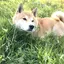 小夜時雨のプロフィール画像