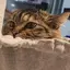mのプロフィール画像