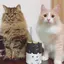 ゆきののプロフィール画像