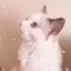 Hのプロフィール画像