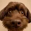 anpontanのプロフィール画像