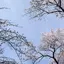 みやびのプロフィール画像
