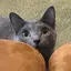 リアンのプロフィール画像