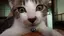 よっしーのプロフィール画像