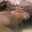 留以のプロフィール画像