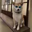 rのプロフィール画像