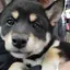 みいのプロフィール画像