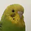 咲夜のプロフィール画像