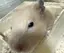 asakaのプロフィール画像