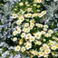 😊🌼のプロフィール画像
