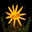 MAPLEのプロフィール画像