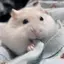 もえのプロフィール画像