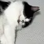 たぬきのプロフィール画像