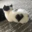 miのプロフィール画像
