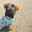 ちーぼーのプロフィール画像