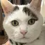 ももこのプロフィール画像