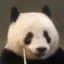 しゃんまりのプロフィール画像