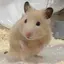 mのプロフィール画像