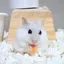 せーらのプロフィール画像