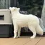 skhのプロフィール画像