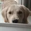 うどんのプロフィール画像