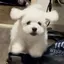 こんのプロフィール画像