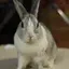 ぽん吉のプロフィール画像