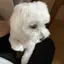 RYOのプロフィール画像