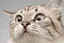 ねこすきのプロフィール画像