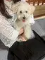 こここのプロフィール画像