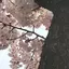 わさびのプロフィール画像