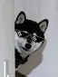 しばいぬのプロフィール画像