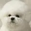 ponのプロフィール画像
