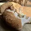 Mikiのプロフィール画像