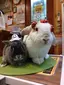 えじまるのプロフィール画像