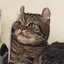 ねこねこのプロフィール画像