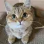 りゅうちえのプロフィール画像
