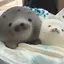 ひなのプロフィール画像