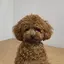 ミレイのプロフィール画像