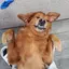 ミクのプロフィール画像