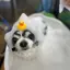 Manamiのプロフィール画像
