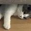 ぽんのプロフィール画像