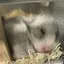 🍮のプロフィール画像