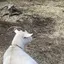 ありのプロフィール画像