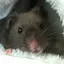 くろまめのプロフィール画像