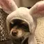 色葉のプロフィール画像