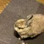 あいのプロフィール画像