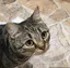 ぺーのプロフィール画像
